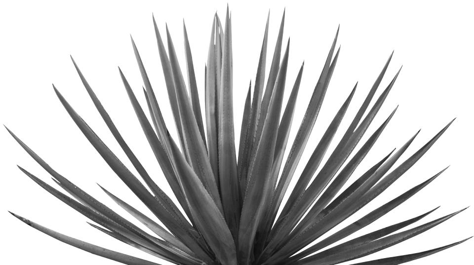 agave3